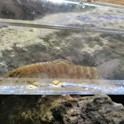 Barred Loach, photo 5