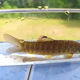 Barred Loach, photo 6