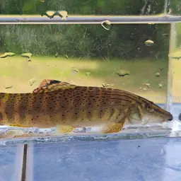 Barred Loach, photo 7