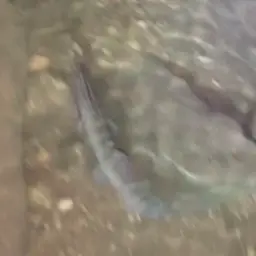Barred Loach, photo 8