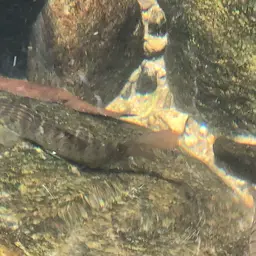 Barred Loach, photo 10