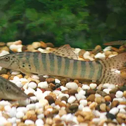 Tiger Botia, photo 1