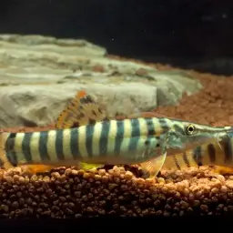Tiger Botia, photo 2