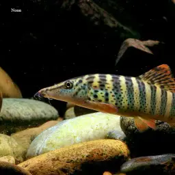 Tiger Botia, photo 3