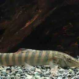 Tiger Botia, photo 7