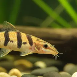 Tiger Botia, photo 10