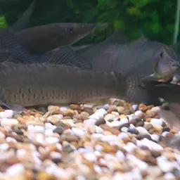 Banded Tiger Loach