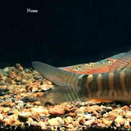 Banded Tiger Loach, photo 2