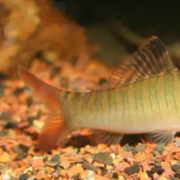 Tiger Loach, photo 1