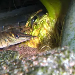 Tiger Loach, photo 2