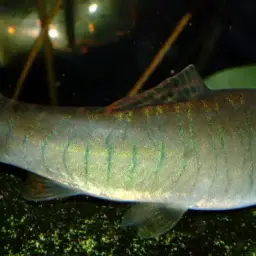 Tiger Loach, photo 3