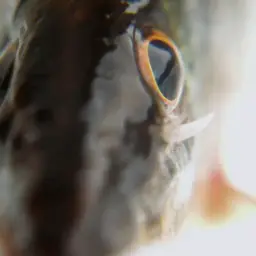 Tiger Loach, photo 4