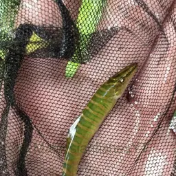 Tiger Loach, photo 5