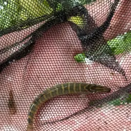 Tiger Loach, photo 6