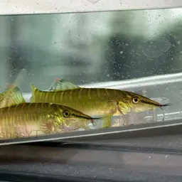 Tiger Loach, photo 7