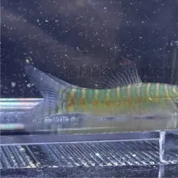 Tiger Loach, photo 8