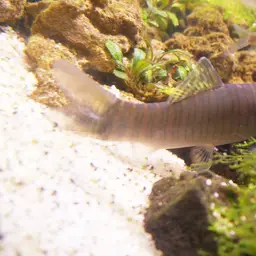 Tiger Loach, photo 9