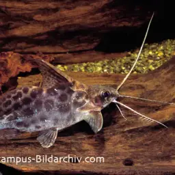 Bigeye Squeaker