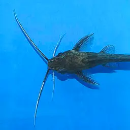 Bigeye Squeaker, photo 2