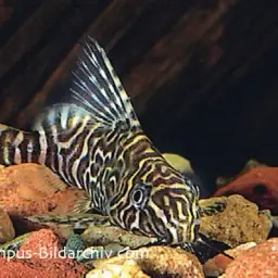 Congo Catfish, photo 2