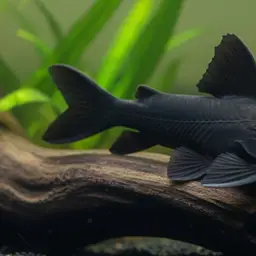 Congo Catfish, photo 1