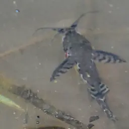 Upsidedown Catfish, photo 2