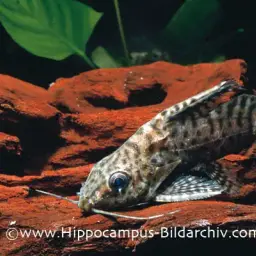Featherfin Squeaker, photo 1