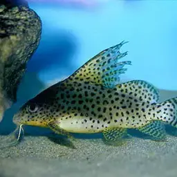 Featherfin Squeaker, photo 3