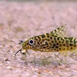 Featherfin Squeaker, photo 4