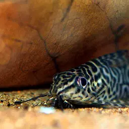 Featherfin Squeaker, photo 5