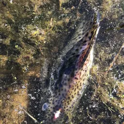 Featherfin Squeaker, photo 6