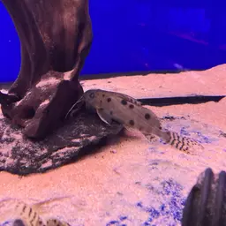 Featherfin Squeaker, photo 8
