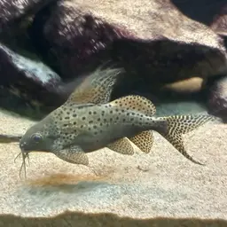 Featherfin Squeaker, photo 10