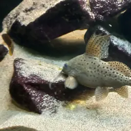 Featherfin Squeaker, photo 11