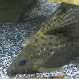 Featherfin Squeaker, photo 2