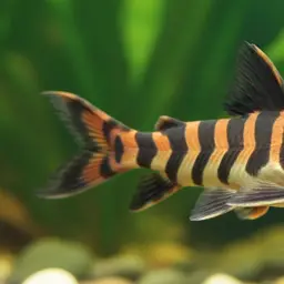 Chocolatestriped Squeaker, photo 4