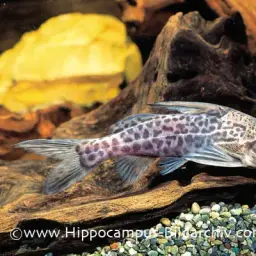 Congo Catfish, photo 1