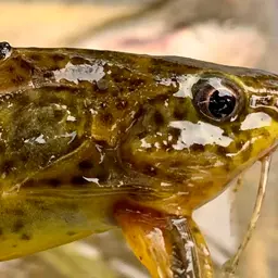 Congo Catfish, photo 2