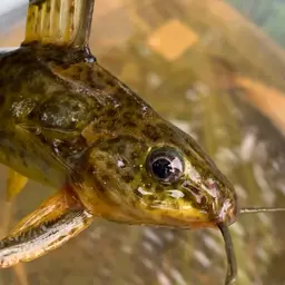 Congo Catfish, photo 3