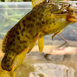 Congo Catfish, photo 4