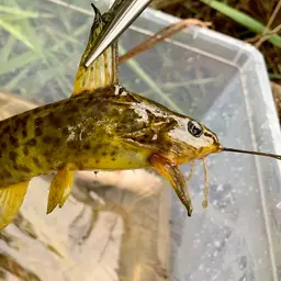Congo Catfish, photo 5