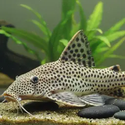 Congo Catfish, photo 6