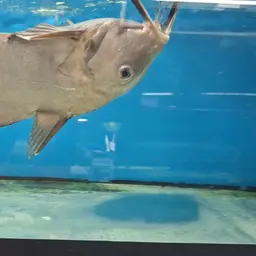 Synodontis membranaceus, photo 2