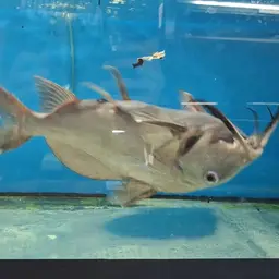Synodontis membranaceus, photo 4