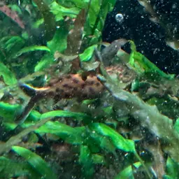 Squeaker, photo 10