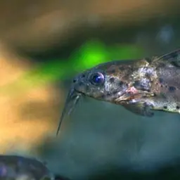 Upside-down Catfish, photo 1