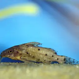 Upside-down Catfish, photo 2