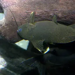 Upside-down Catfish, photo 3