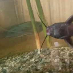 Upside-down Catfish, photo 4