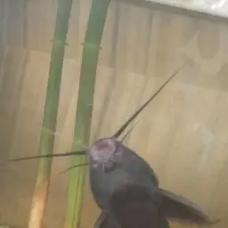 Upside-down Catfish, photo 5